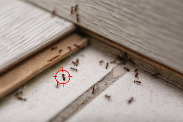Best Termite Control Services  in Elmira Heights, NY