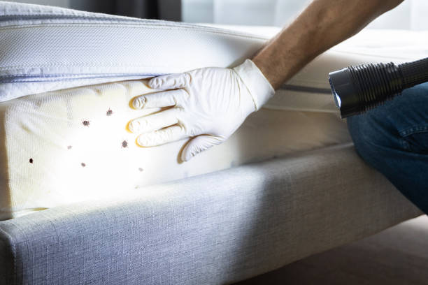 Best Pest Control Near Me  in Elmira Heights, NY