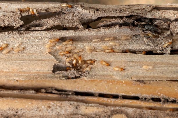 Best Mosquito Control Services  in Elmira Heights, NY